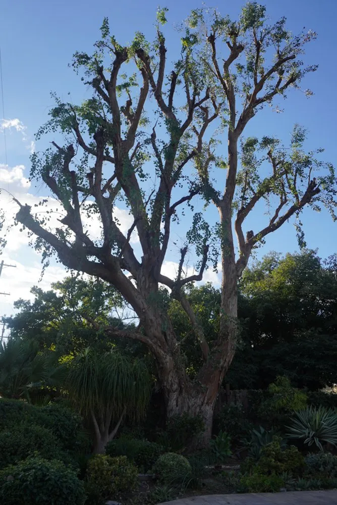 Professional outdoor landscaping near you in Los Angeles, CA by Green Rootz