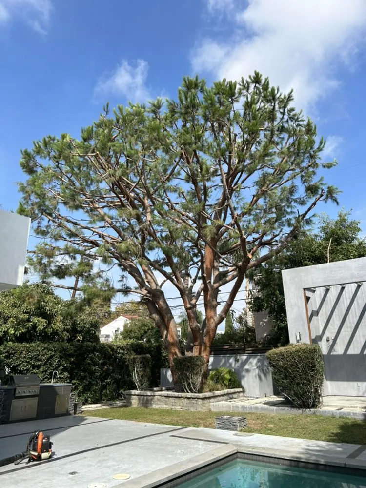 Trusted lawn care service for year-round maintenance in Los Angeles, CA by Green Rootz