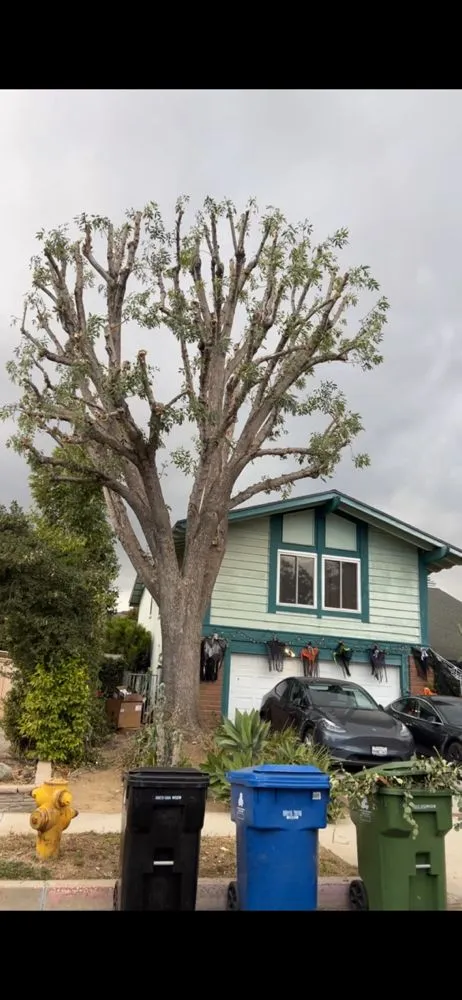 Expert yard maintenance in Los Angeles, CA - Green Rootz