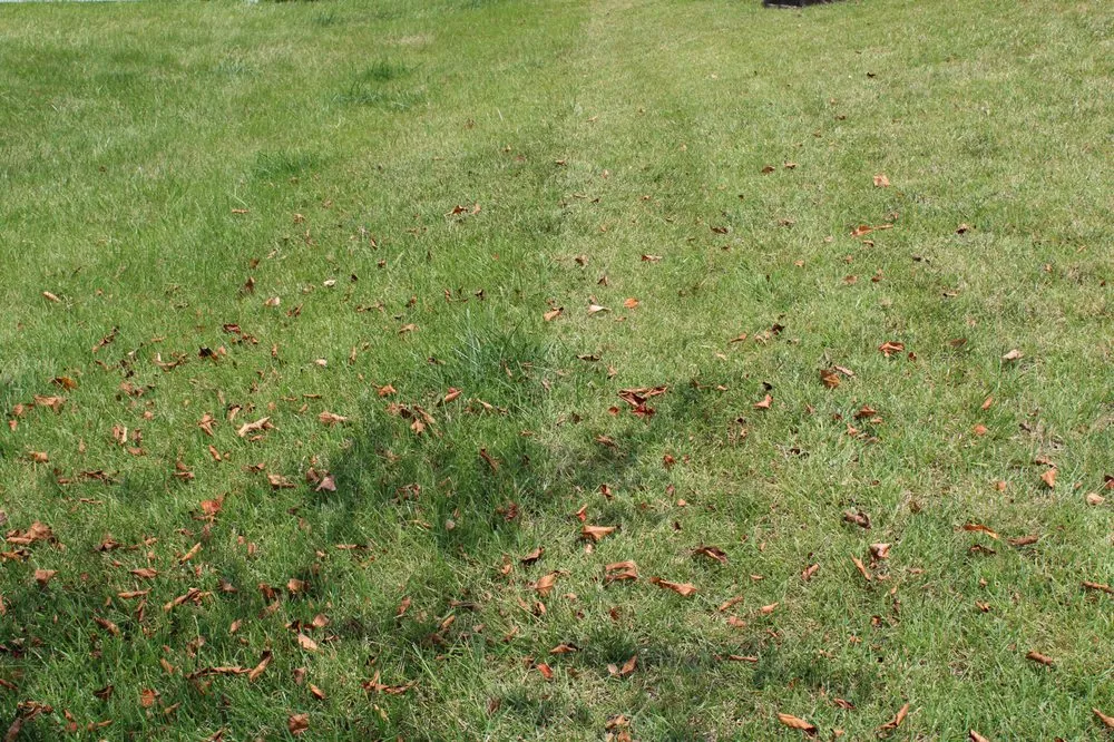 Trusted landscape installation in Saint Charles, MO by Green RX