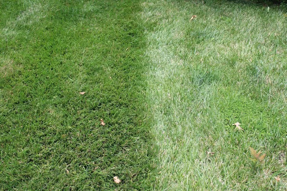 Local lawn mowing service in Saint Charles, MO - Green RX