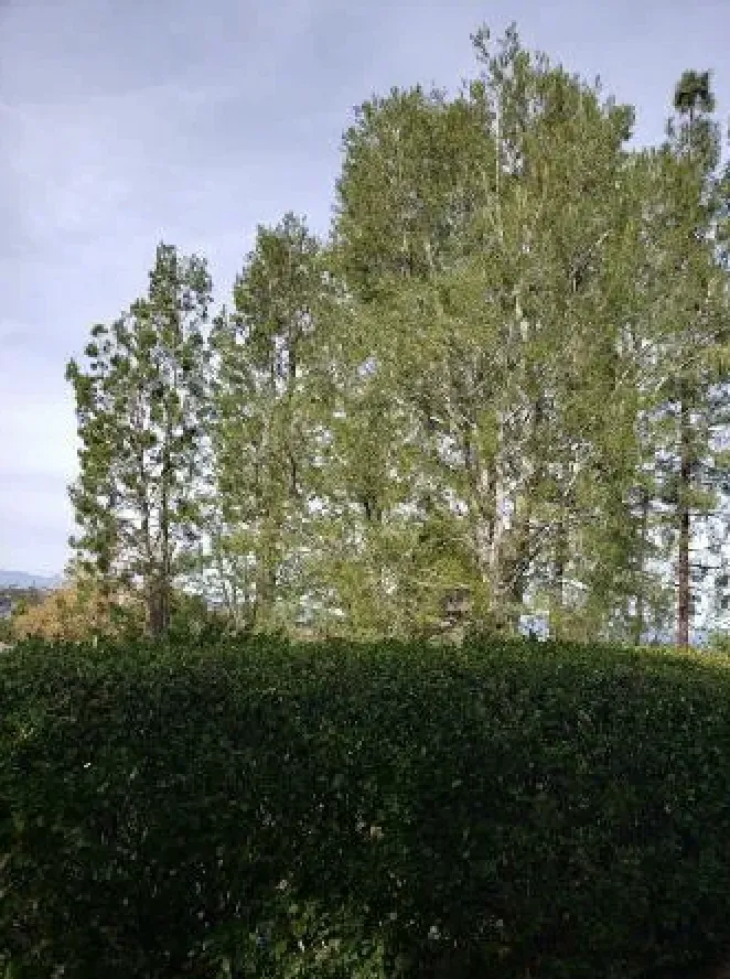 Expert lawn mowing service in Rowland Heights, CA - Green Sapling Tree Service