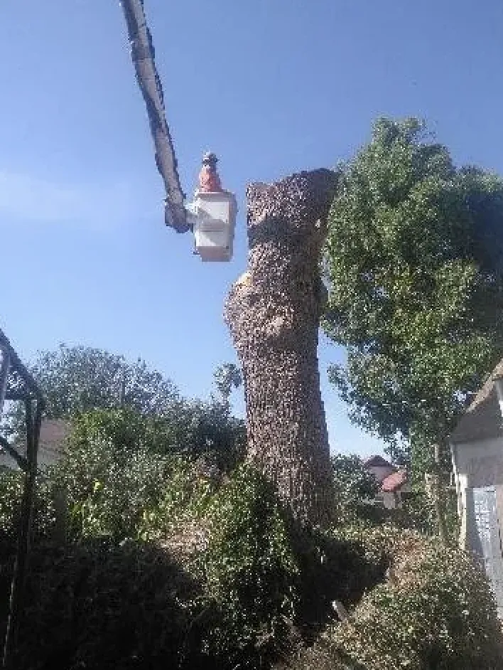 Custom lawn care service for homes across Rowland Heights, CA - Green Sapling Tree Service