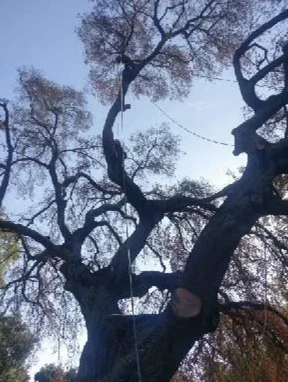 Trusted landscape design in Rowland Heights, CA by Green Sapling Tree Service