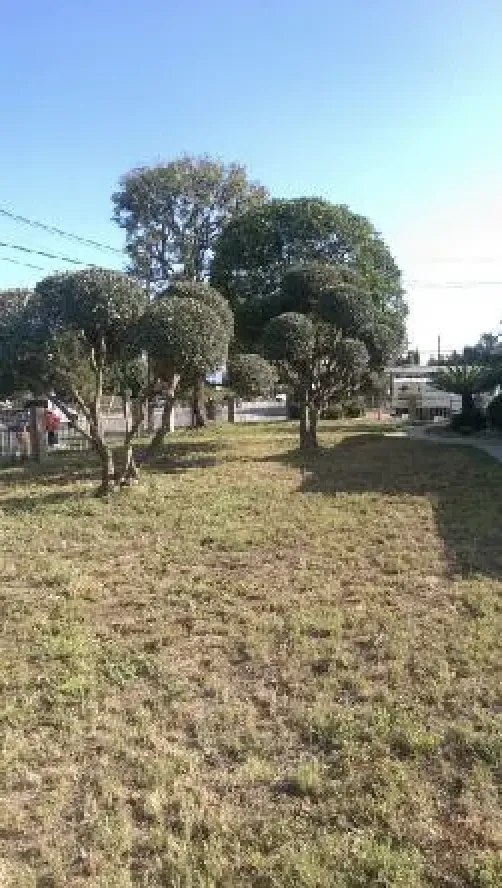 Trusted lawn care service in Rowland Heights, CA - Green Sapling Tree Service