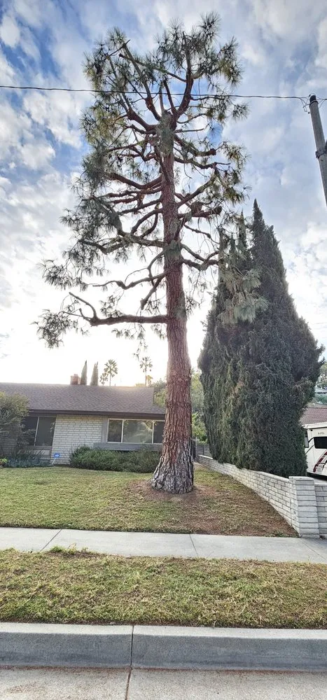 Affordable residential landscaping in Rowland Heights, CA - Green Sapling Tree Service