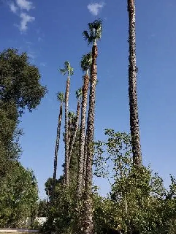 Professional landscape design in Rowland Heights, CA by Green Sapling Tree Service