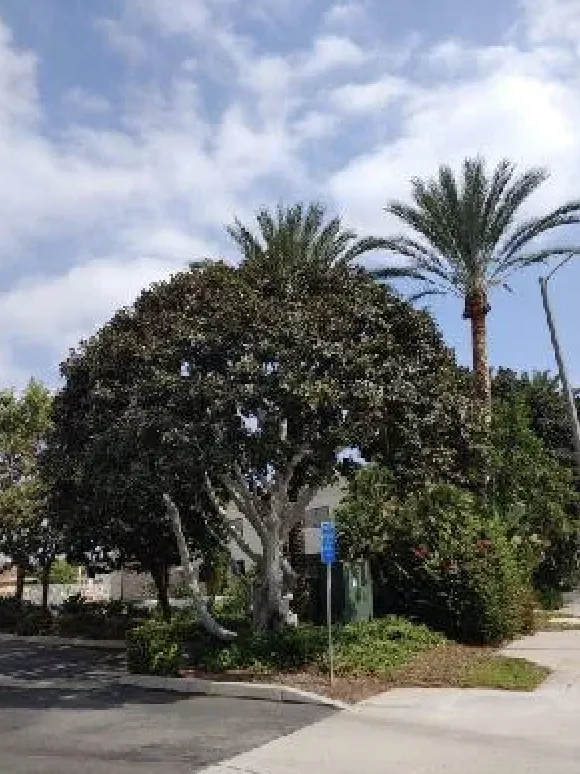 Reliable yard maintenance for homes across Rowland Heights, CA - Green Sapling Tree Service