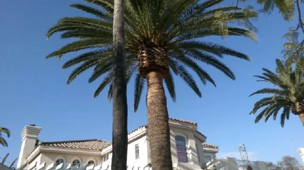 Affordable residential landscaping for beautiful yards in Rowland Heights, CA by Green Sapling Tree Service