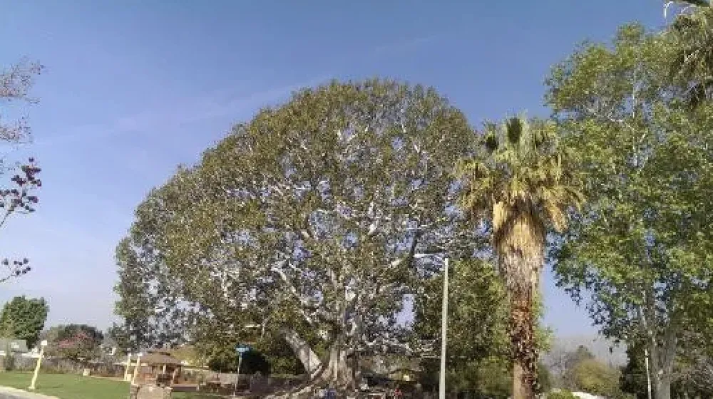 Top-rated garden landscaping for beautiful yards in Rowland Heights, CA by Green Sapling Tree Service