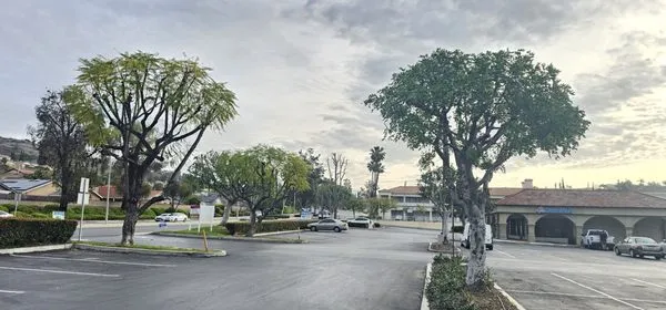 Green Sapling Tree Service