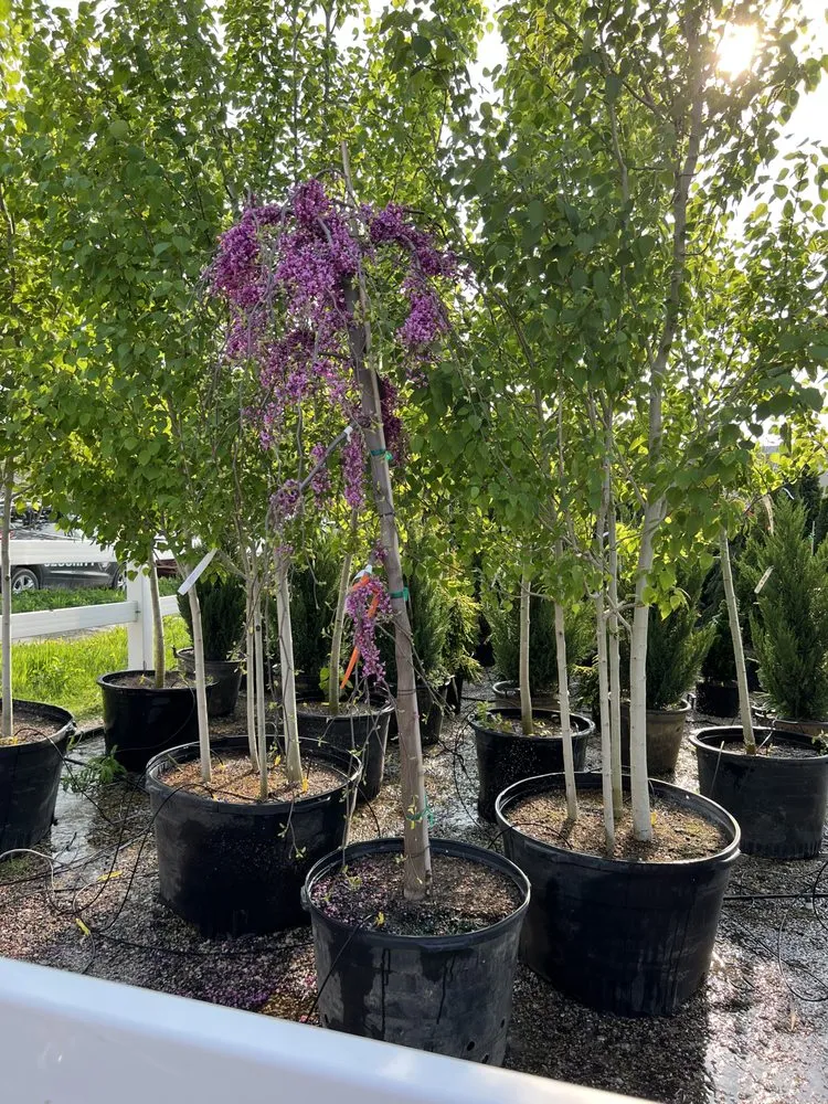 Reliable lawn care service for outdoor upgrades across Chicago, IL - Green Scene Landscaping