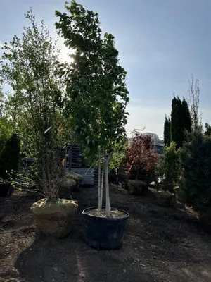 Green Scene Landscaping Logo