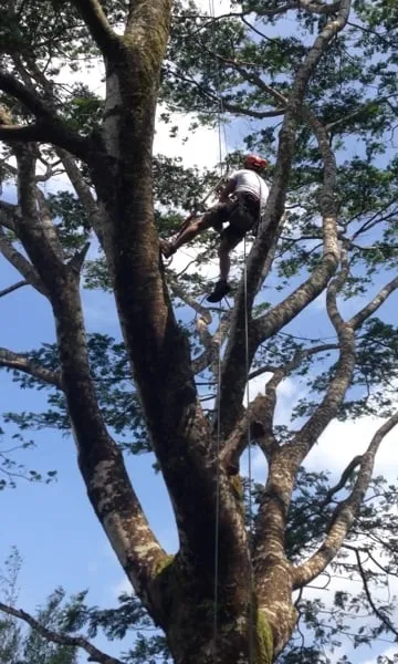 Affordable lawn care service for outdoor upgrades in Papaikou, HI by Green Scene Lawn & Landscape