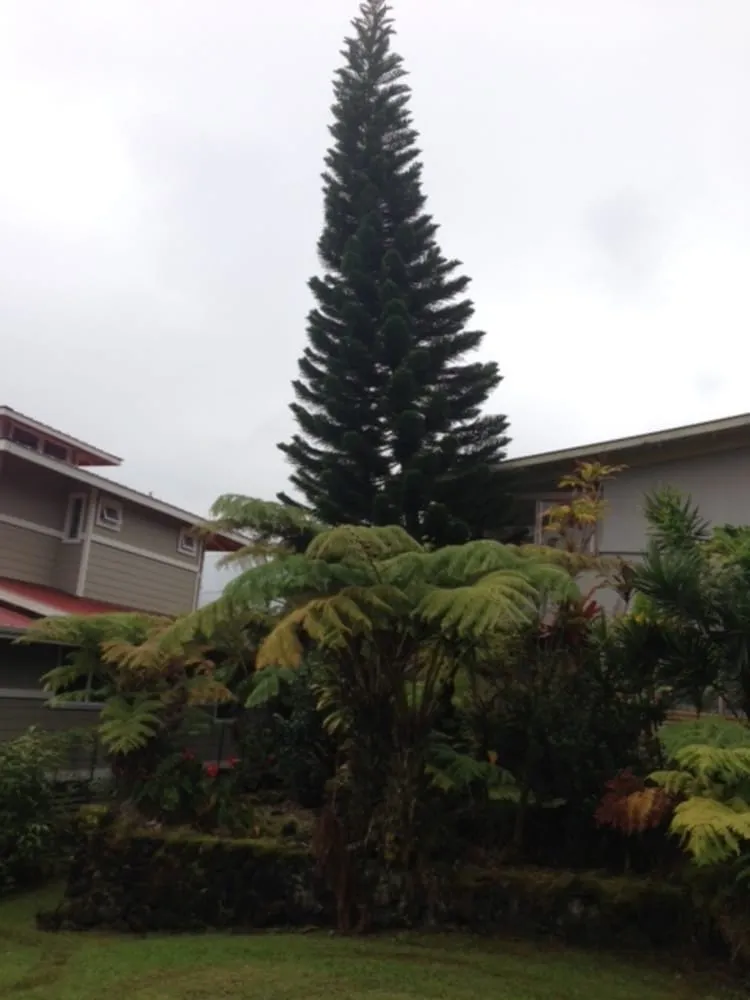 Local landscape installation for homes in Papaikou, HI by Green Scene Lawn & Landscape