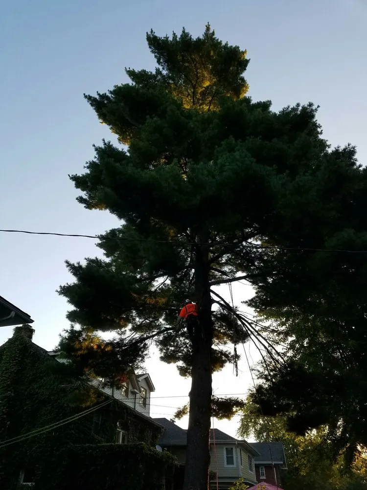 Trusted lawn care service in Saint Charles, IL by Green Scene