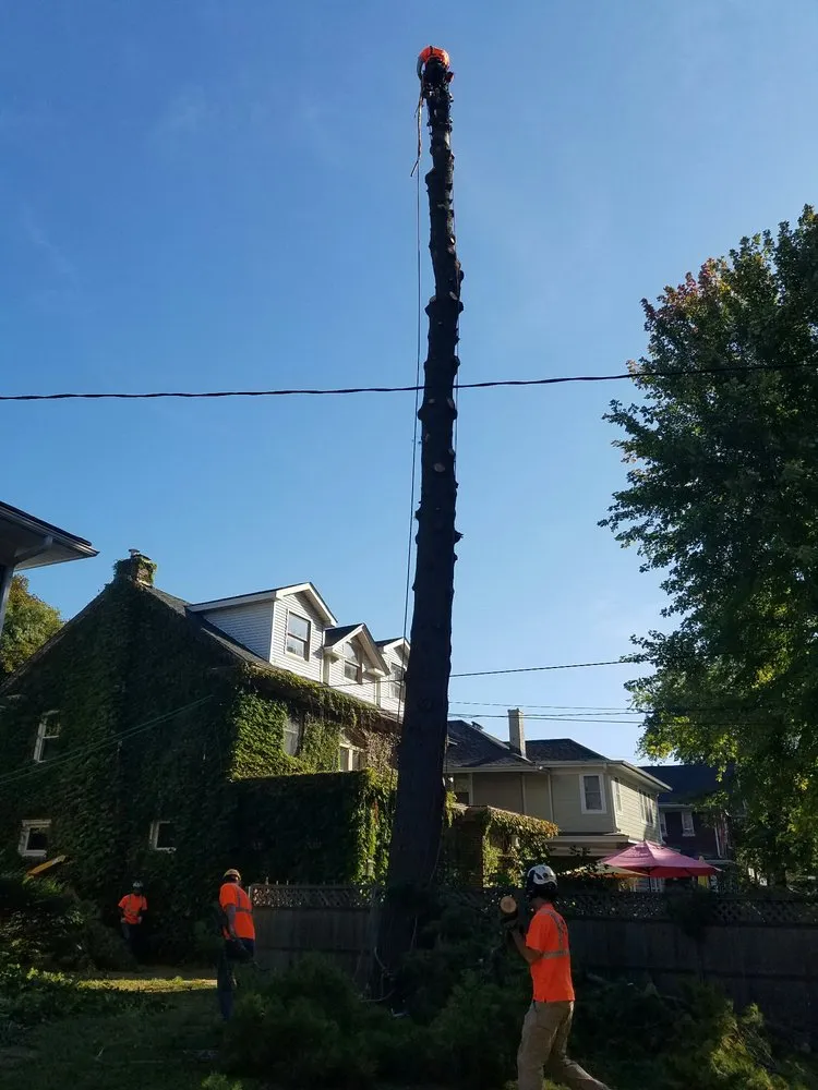 Reliable yard maintenance experts serving Saint Charles, IL - Green Scene