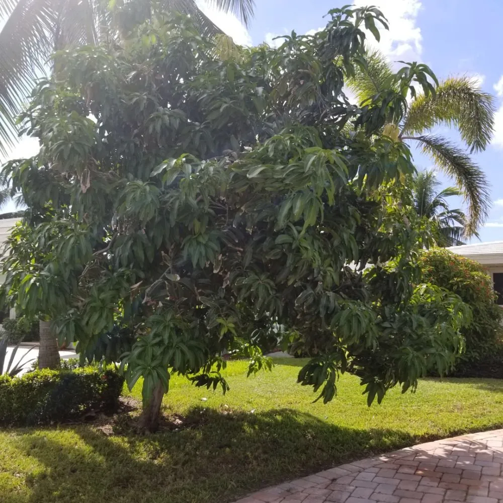 Reliable landscape design in Margate, FL by Green Seasons Lawn & Landscaping