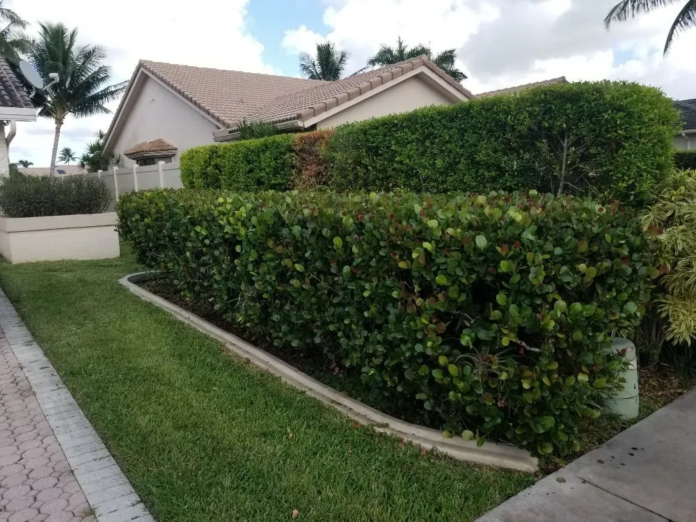 Top-rated outdoor landscaping experts serving Margate, FL - Green Seasons Lawn & Landscaping