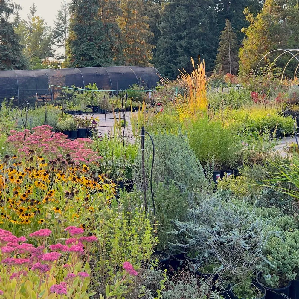 Custom yard maintenance for residential properties across Canby, OR - Green Seed Gardens