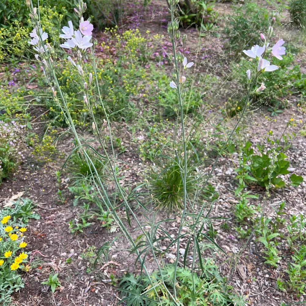 Trusted lawn mowing service in Canby, OR by Green Seed Gardens