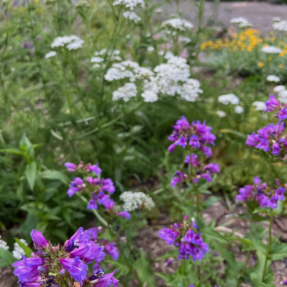 Trusted yard maintenance in Canby, OR - Green Seed Gardens