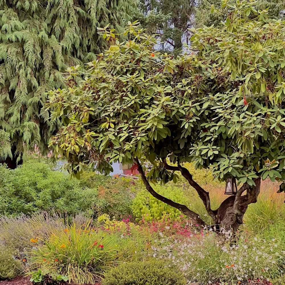 Expert landscape design for beautiful yards in Canby, OR by Green Seed Gardens