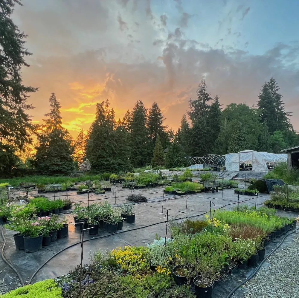 Affordable yard cleanup service in Canby, OR by Green Seed Gardens