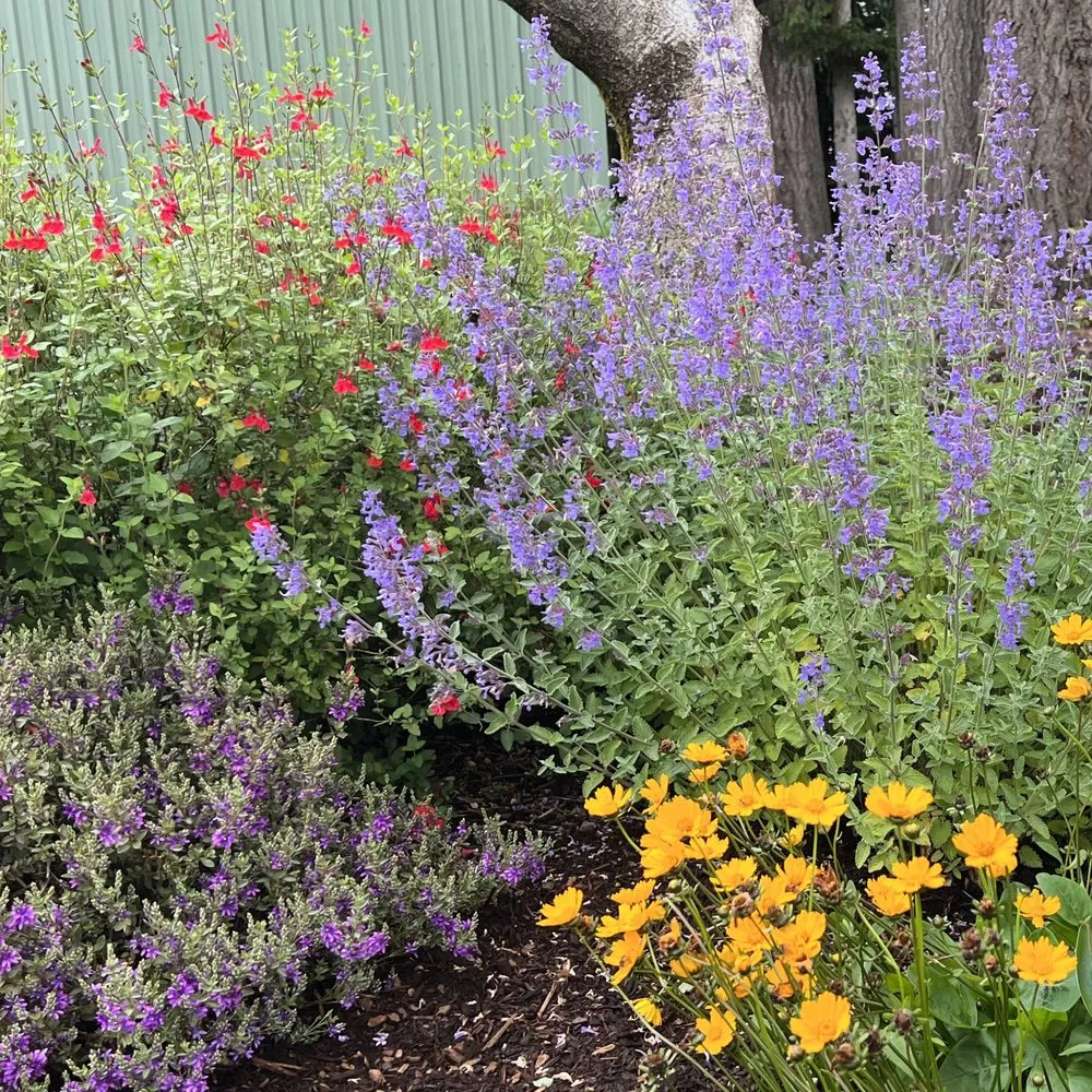 Top-rated lawn care service in Canby, OR by Green Seed Gardens