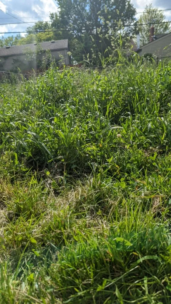 Affordable landscape installation in Southgate, MI - Green Selections lawn and field specialist