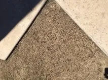 Expert yard cleanup service experts serving Carrollton, TX - Green Services