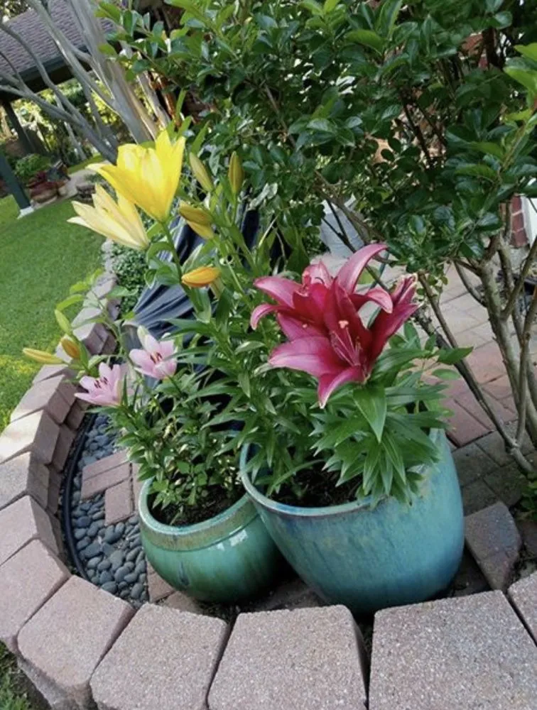 Affordable lawn care service in Carrollton, TX by Green Services