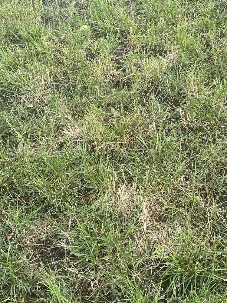 Professional yard cleanup service in Joliet, IL by Green Services