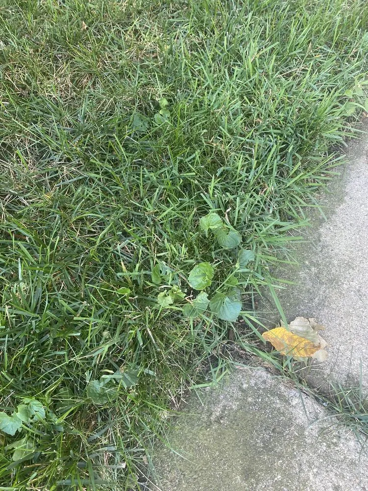 Reliable yard maintenance in Joliet, IL - Green Services