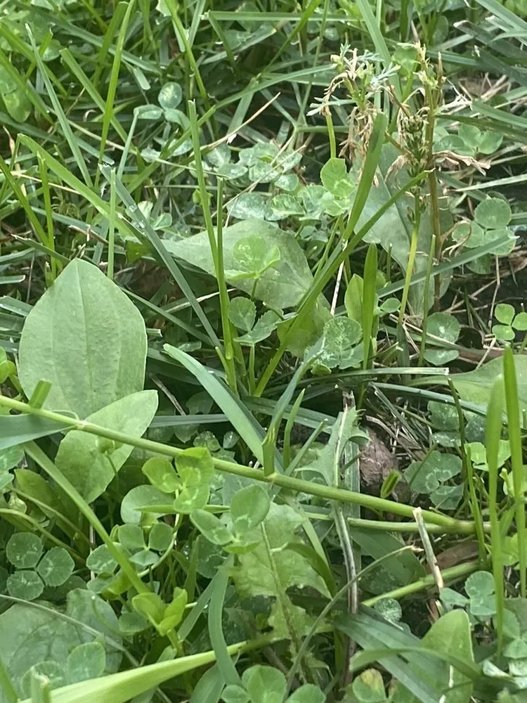 Affordable lawn mowing service for beautiful yards in Joliet, IL by Green Services