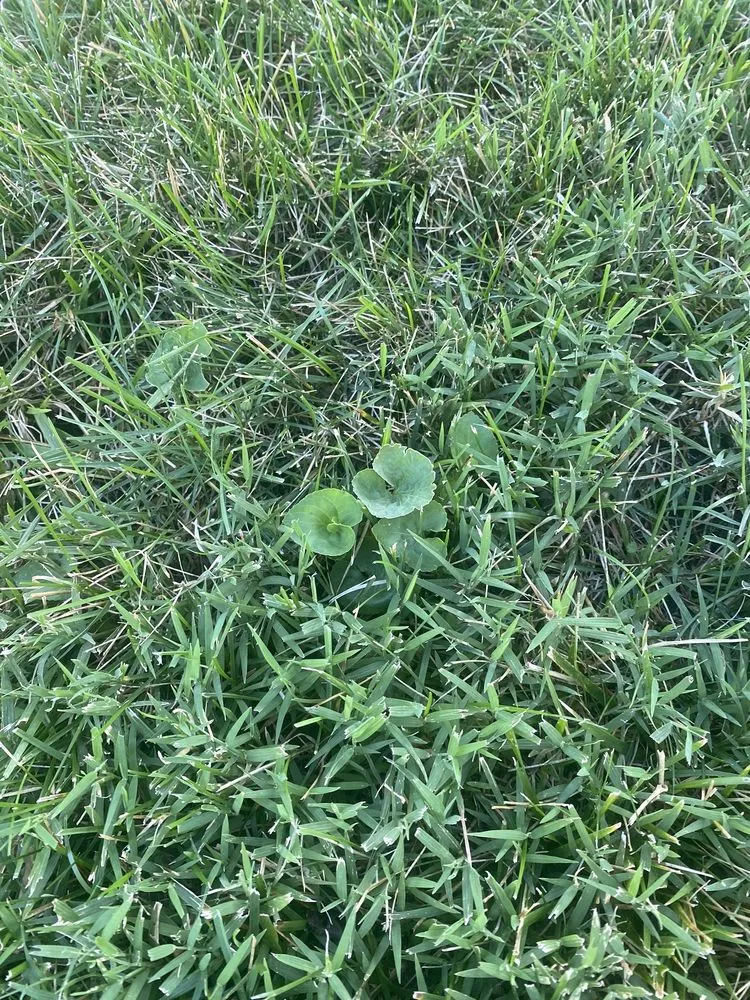 Expert lawn care service for beautiful yards in Joliet, IL by Green Services