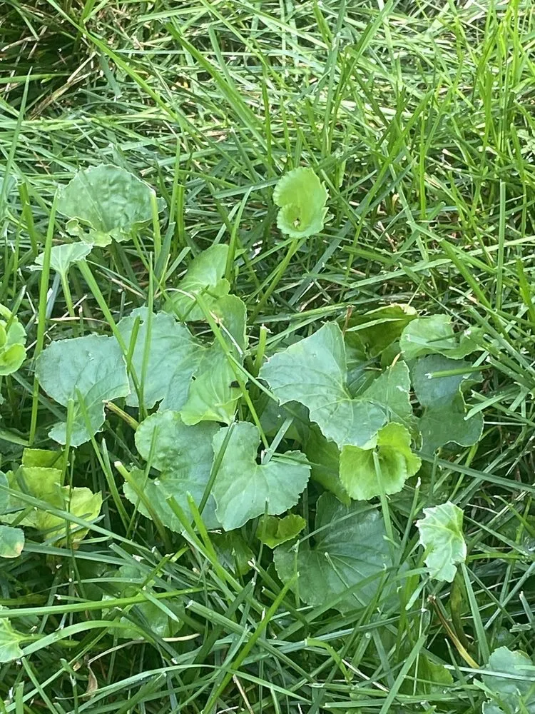 Professional lawn mowing service in Joliet, IL by Green Services