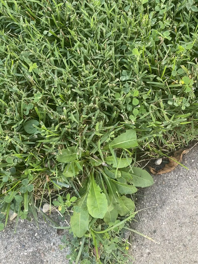 Reliable lawn care service for homes across Joliet, IL - Green Services