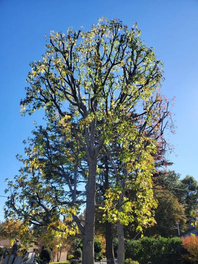 Local outdoor landscaping near you across Arcadia, CA - Green Shadow