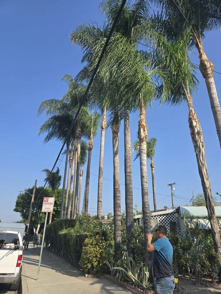 Local landscape installation near you across Arcadia, CA - Green Shadow