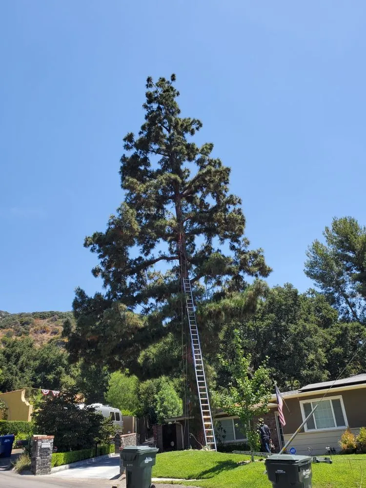 Top-rated yard cleanup service near you across Arcadia, CA - Green Shadow