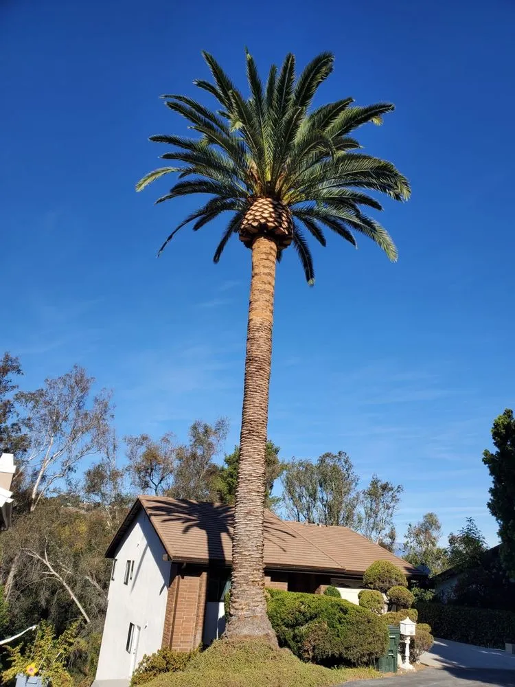 Local lawn mowing service in Arcadia, CA by Green Shadow