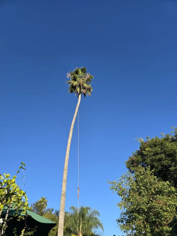 Professional landscape installation for year-round maintenance in Arcadia, CA by Green Shadow