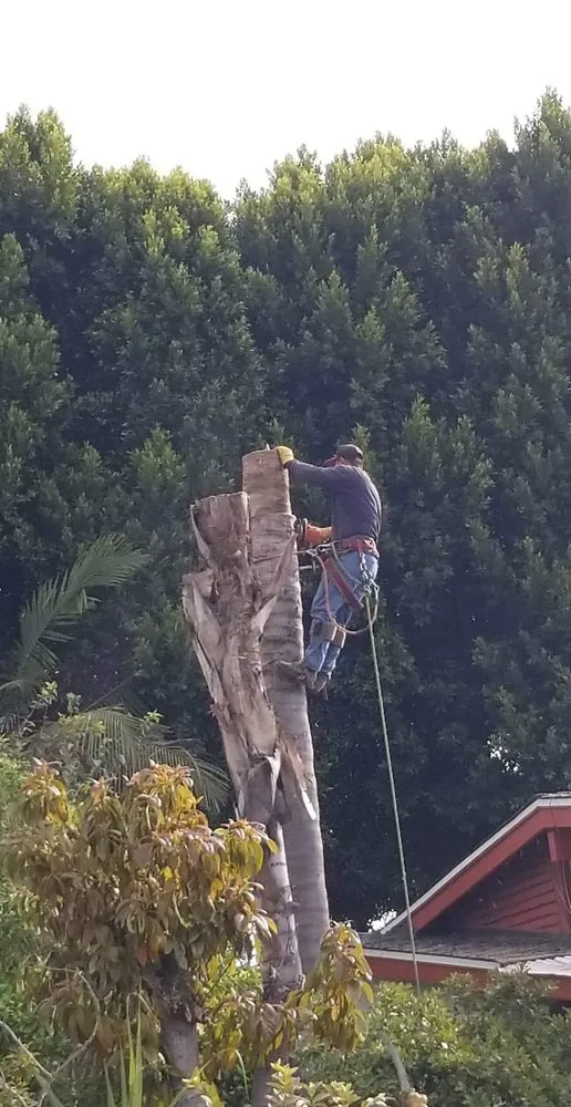 Custom landscape design for homes in Arcadia, CA by Green Shadow