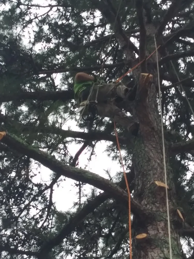 Expert landscape installation for outdoor upgrades across Spartanburg, SC - Green Shadows Tree Care And Landscaping