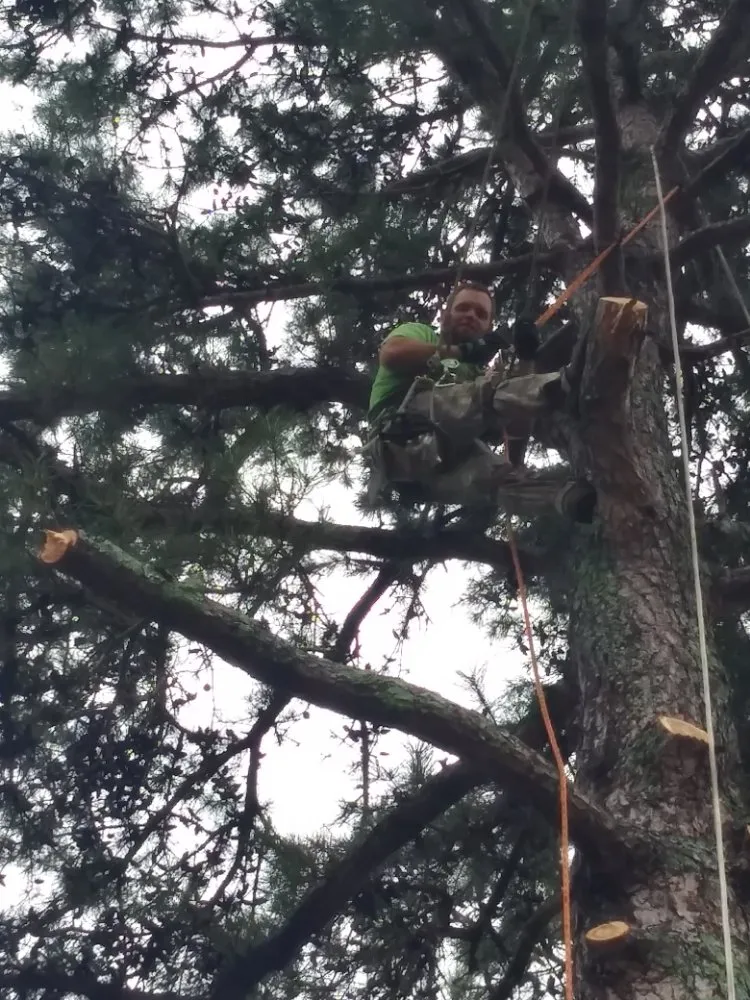 Professional landscape installation experts serving Spartanburg, SC - Green Shadows Tree Care And Landscaping