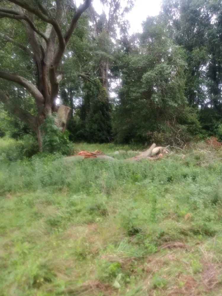 Professional lawn mowing service in Spartanburg, SC by Green Shadows Tree Care And Landscaping