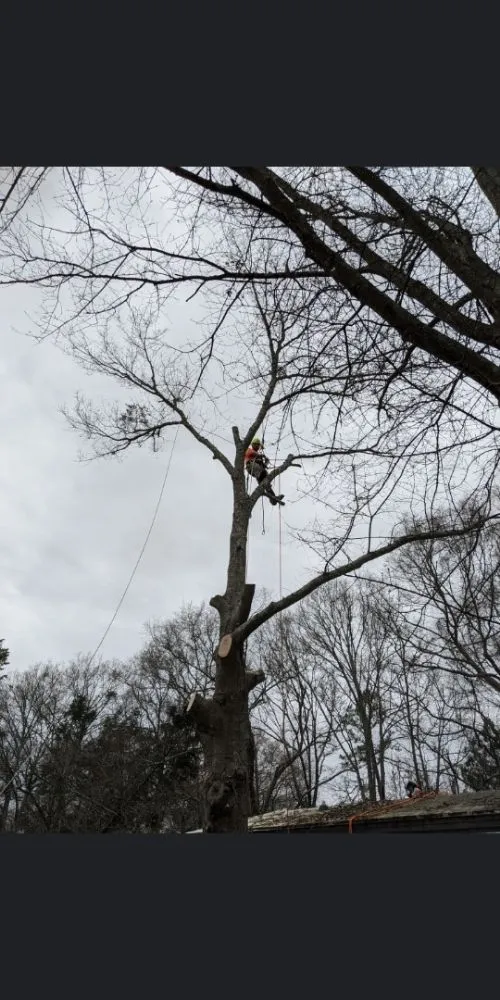Professional residential landscaping near you across Spartanburg, SC - Green Shadows Tree Care And Landscaping