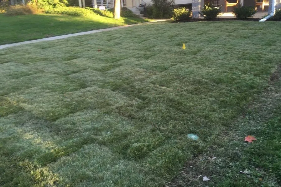 Top-rated residential landscaping in Drexel Hill, PA by Green Sheep Landscaping