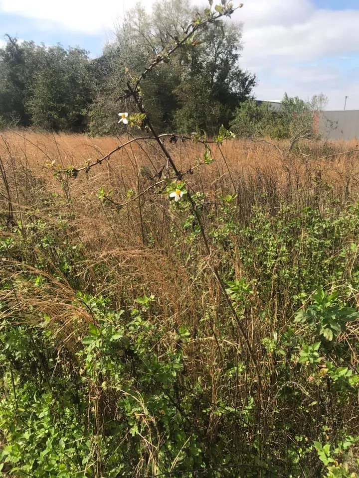Expert yard maintenance in Cantonment, FL - Green Side Up Landscaping